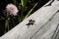 Trachusa interrupta